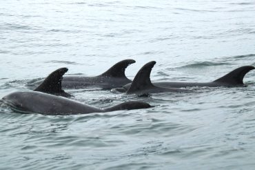 Dolphin Watching in Muscat and Oman’s marine life