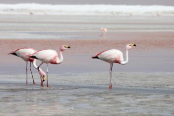 Salt lake in Turkey: Lake Tuz or Tuz Golu